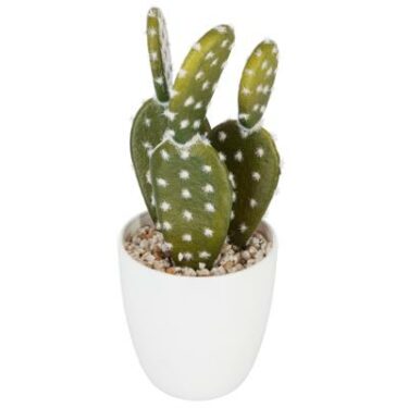 SUCCULENT+CACTUS H18 BOX