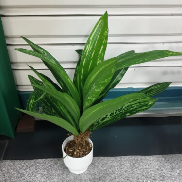 PLANTE VERTE