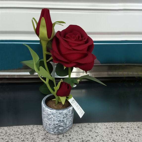 POT ROSES
